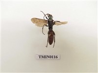 藏品(寄生蜂)的圖片